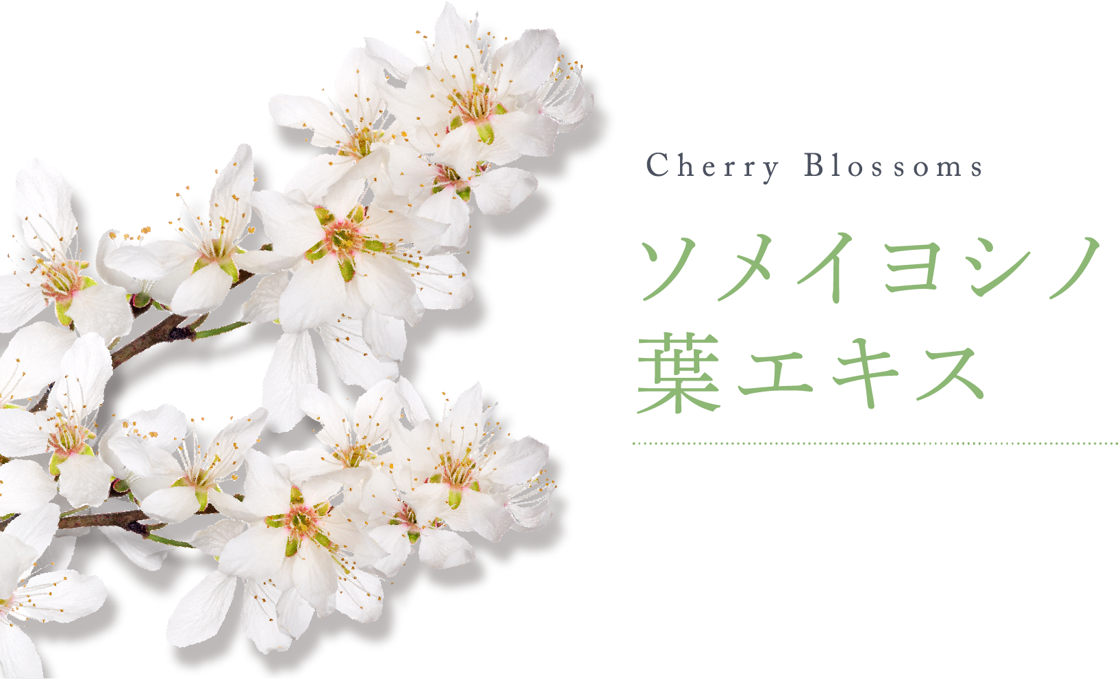 Cherry Blossoms ソメイヨシノ 葉エキス