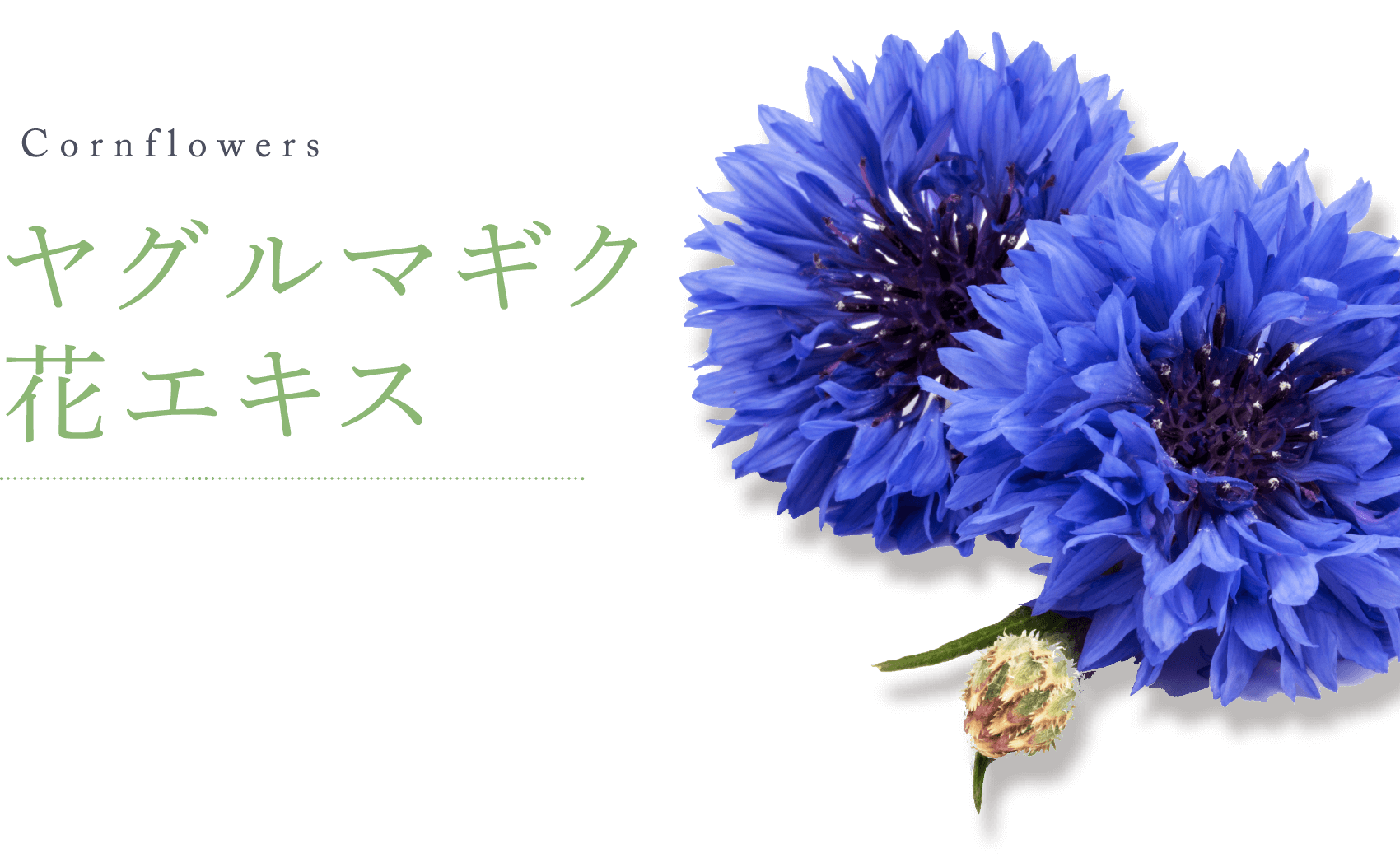 Cornflowers ヤグルマギク 花エキス