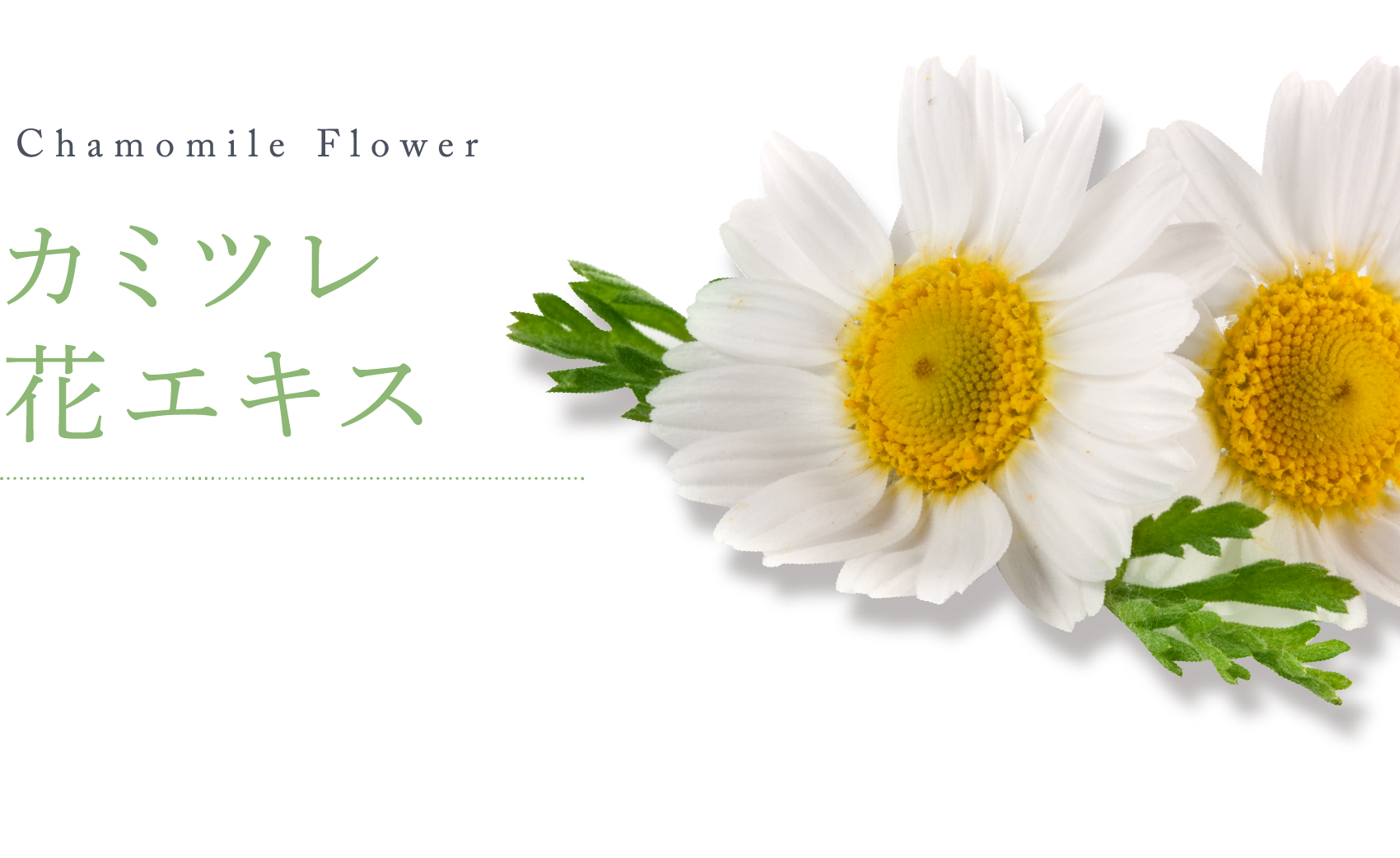 Chamomile Flower カミツレ 花エキス